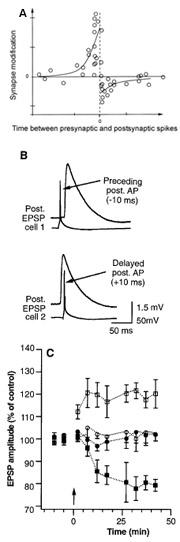 Spike-timing dependent plasticity (Bi &amp; Poo 1998; Markram et al. 1997)