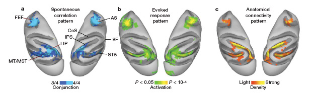 Fig. 2 from Vincent et al., 2007