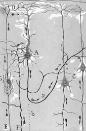 cajal1.png