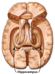 Transverse section showing a superior view of the hippocampus of each hemisphere