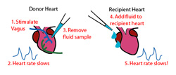 The fluid from the donor heart, which was just stimulated, causes the recipient heart to slow down