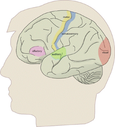 Broca believed that all brain