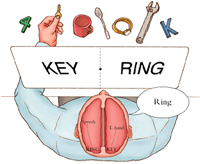 A split brain patient verbally reports the left-brain information, while reporting with his hand for right-brain information