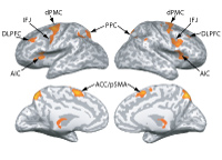 Cognitive control network (Cole & Schneider, 2007)