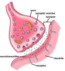 A chemical synapse depicting neurotransmitters crossing between the axon and dendrite