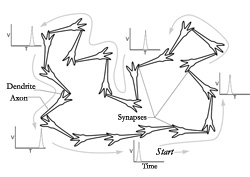 Hebbian reverbatory cell assembly