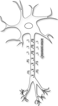 Neuron showing sodium and potasium concentration changes