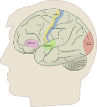 Primary sensory-motor cortical regions