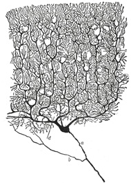 Drawing of a Purkinje cell by Ramon y Cajal